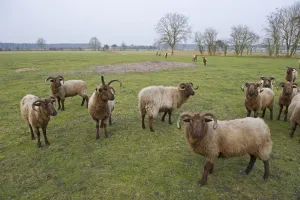 Manx Loaghtan Sheep (Ovis aries) used for grazing on unimproved grassland on Minsmere Manx Loaghtan Sheep (Ovis aries) used for grazing on unimproved grassland on Minsmere
