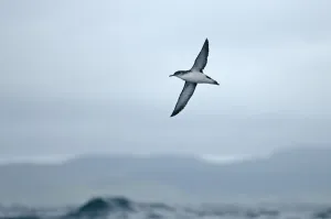 Manx shearwater (Puffinus puffinus) adult in flight over sea, near Ardnamurchan Point Manx shearwater (Puffinus puffinus) adult in flight over sea, near Ardnamurchan Point