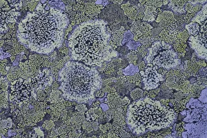 Map lichen (Rhizocarpon geographicum) on granite, Sarek National Park, Laponia World Heritage Site Map lichen (Rhizocarpon geographicum) on granite, Sarek National Park, Laponia World Heritage Site