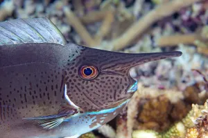 Prints of Pletail unicornfish (Naso brevirostris) juvenile, its horn will continue to grow as it gets older. Fiji Pacific Ocean Muridae Prints: Pletail unicornfish juvenile Print, Fiji Pacific Ocean