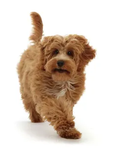 Cockapoo Prints: Cockapoo Puppy Print - 4 Month Running Portrait