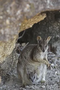 Mareeba rock wallaby (Petrogale marreba) with baby, Queensland, Australia Mareeba rock wallaby (Petrogale marreba) with baby, Queensland, Australia