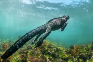 Marine iguana (Amblyrhynchus cristatus) swimming underwater, Fernandina Island, Galapagos Marine iguana (Amblyrhynchus cristatus) swimming underwater, Fernandina Island, Galapagos