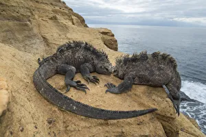 Marine iguana (Amblyrhynchus cristatus), Punta Vicente Roca, Isabela Island, Galapagos Marine iguana (Amblyrhynchus cristatus), Punta Vicente Roca, Isabela Island, Galapagos