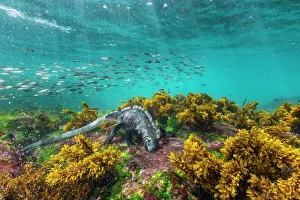 Marine iguana (Amblyrhynchus cristatus), grazing Ulva algae on lava seafloor Marine iguana (Amblyrhynchus cristatus), grazing Ulva algae on lava seafloor