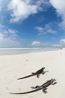 Marine iguana (Amblyrhynchus cristatus) two on beach, Santa Cruz Island, Galapagos Marine iguana (Amblyrhynchus cristatus) two on beach, Santa Cruz Island, Galapagos