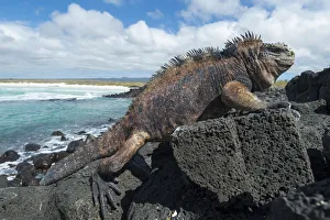 Marine iguana (Amblyrhynchus cristatus) on coast, Galapagos Marine iguana (Amblyrhynchus cristatus) on coast, Galapagos