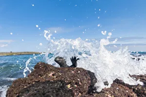 Marine iguana (Amblyrhynchus cristatus) on rock, with pounding waves Marine iguana (Amblyrhynchus cristatus) on rock, with pounding waves