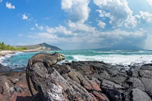Marine iguana (Amblyrhynchus cristatus) on shore, Punta Moreno, Isabela Island, Galapagos Marine iguana (Amblyrhynchus cristatus) on shore, Punta Moreno, Isabela Island, Galapagos