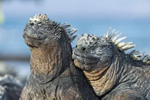 Two Marine iguana (Amblyrhynchus cristatus) side by side, sharing body warmth Two Marine iguana (Amblyrhynchus cristatus) side by side, sharing body warmth