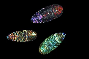 Marine planktonic Copepod (Sapphirina sp Marine planktonic Copepod (Sapphirina sp