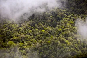 Amazon Rainforest Aerial Print