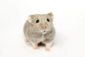 Prints of Campbells Russian dwarf hamster (Phodopus campbelli) opal colour form Calomyscidae Prints: Campbells Russian dwarf hamster opal colour form Print