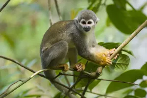 Prints of Common Squirrel Monkey (Saimiri sciureus ssp. macrodon) in tree, Peru, captive Macrodon Prints: Print of a Common Squirrel Monkey in a tree, Peru