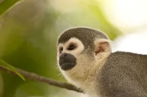 Prints of Common Squirrel Monkey (Saimiri sciureus ssp. macrodon) in tree, Peru Common Squirrel Monkey Prints: Common Squirrel Monkey Print, Peru Tree Scene