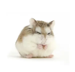 Prints of Roborovski Hamster (Phodopus roborovskii) asleep sitting up, against white background Calomyscidae Prints: Roborovski Hamster Print, Sitting Up Asleep