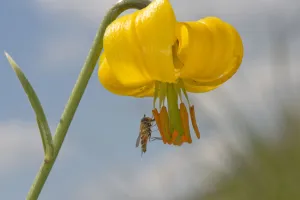Marmalade hoverfly (Episyrphus balteatus) feeding on Golden apple (Lilium carniolicum) pollen Marmalade hoverfly (Episyrphus balteatus) feeding on Golden apple (Lilium carniolicum) pollen