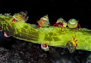 Maroon hermit crabs (Pagurus hemphilli) in shells of Blue Topsnail (Calliostoma ligatum Maroon hermit crabs (Pagurus hemphilli) in shells of Blue Topsnail (Calliostoma ligatum