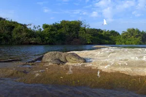 Marsh Crocodile Mugger (Crocodylus palustris), with Eurasian Spoonbill (Platalea Marsh Crocodile Mugger (Crocodylus palustris), with Eurasian Spoonbill (Platalea