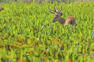 Marsh deer (Blastocerus dichotomus) walking through vegetation, Pocone, Brazil Marsh deer (Blastocerus dichotomus) walking through vegetation, Pocone, Brazil