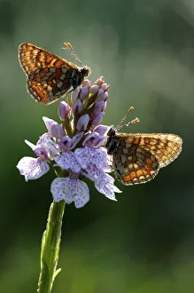 Marsh fritillary butterflies (Euphydryas aurinia) on Heath orchid (Dactylorhiza incarnata) Marsh fritillary butterflies (Euphydryas aurinia) on Heath orchid (Dactylorhiza incarnata)