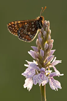 Marsh fritillary butterfly {Euphydrayas aurinia} on Spotted heath orchid (Dactylorhiza maculata) Marsh fritillary butterfly {Euphydrayas aurinia} on Spotted heath orchid (Dactylorhiza maculata)