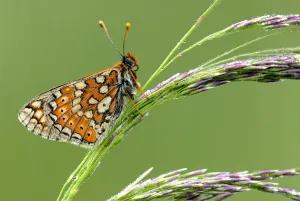 Marsh fritillary {Euphydryas aurinia} butterfly resting on grass, Vealand fram {Devon Marsh fritillary {Euphydryas aurinia} butterfly resting on grass, Vealand fram {Devon