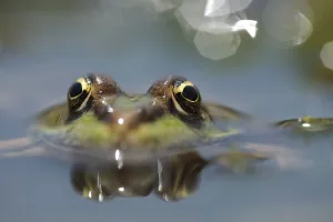 Marsh frog (Pelophylax / Rana ridibundus) head above water, Lake Macro Prespa, Stenje region Marsh frog (Pelophylax / Rana ridibundus) head above water, Lake Macro Prespa, Stenje region