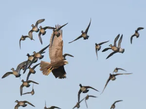 Marsh harrier (Circus aeruginosus) female hunting among a panicked flock of Common teal Marsh harrier (Circus aeruginosus) female hunting among a panicked flock of Common teal