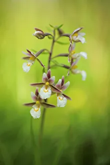 Marsh helleborine (Epipactis palustris) in flower, Hvblege, Mn, Denmark, July 2009 WWE BOOK Marsh helleborine (Epipactis palustris) in flower, Hvblege, Mn, Denmark, July 2009 WWE BOOK