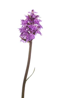 Marsh orchid (Dactylorhiza sp) in flower, Naturpark Kaunergrat, Tirol, Austria, July 2008 Marsh orchid (Dactylorhiza sp) in flower, Naturpark Kaunergrat, Tirol, Austria, July 2008