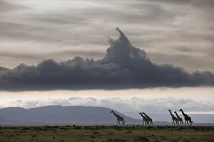 Masai giraffe (Giraffa camelopardalis tippelskirchi) herd walking, Masai-Mara Game Reserve, Kenya Masai giraffe (Giraffa camelopardalis tippelskirchi) herd walking, Masai-Mara Game Reserve, Kenya