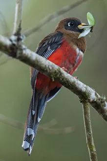Masked trogon (Trogon personatus) with insect prey, Bellavista cloud forest private reserve Masked trogon (Trogon personatus) with insect prey, Bellavista cloud forest private reserve