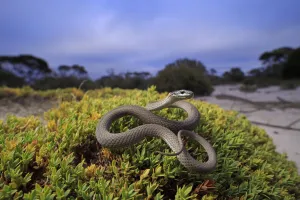 Masters snake (Drysdalia mastersii) male coiled on bush in mallee / heathland Masters snake (Drysdalia mastersii) male coiled on bush in mallee / heathland