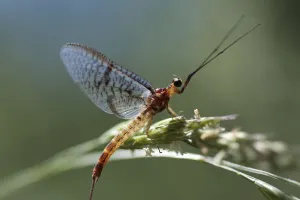 Mayfly (Ephemera lineata) on grass seed, Lagadin region, Lake Ohrid, Galicica National Park Mayfly (Ephemera lineata) on grass seed, Lagadin region, Lake Ohrid, Galicica National Park