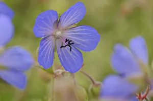 Meadow cranesbill (Geranium pratense)flowering in a herb rich conservation margin Meadow cranesbill (Geranium pratense)flowering in a herb rich conservation margin