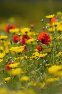 Meadow with Field poppy (Papaver rhoeas) and Crown daisy (Chrysanthemum coronarium) flowers Meadow with Field poppy (Papaver rhoeas) and Crown daisy (Chrysanthemum coronarium) flowers