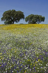 Meadow in flower, with Cork oaks (Quercus suber) in the background, Beja, Portugal, April Meadow in flower, with Cork oaks (Quercus suber) in the background, Beja, Portugal, April