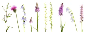 Meadow flowers, Fleabane (Erigeron sp) Thistle, Bearded bellfower (Campanula barbata) Meadow flowers, Fleabane (Erigeron sp) Thistle, Bearded bellfower (Campanula barbata)