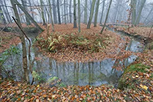 Meander in Laarse beek, tributary of the Apparent, that Peerdsbos, Brasschaat, Belgium Meander in Laarse beek, tributary of the Apparent, that Peerdsbos, Brasschaat, Belgium