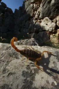 Mediterranean checkered scorpion (Mesobuthus gibbosus) on rock Mediterranean checkered scorpion (Mesobuthus gibbosus) on rock