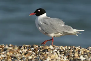 Mediterranean gull (Larus melanocephalus) in summer plumage, Hayling Island, Hampshire Mediterranean gull (Larus melanocephalus) in summer plumage, Hayling Island, Hampshire