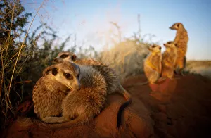 Meerkat family group at burrow {Suricata suricatta} Tswalu Kalahari Reserve South Africa Meerkat family group at burrow {Suricata suricatta} Tswalu Kalahari Reserve South Africa