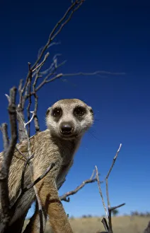Meerkat looking into lens {Suricata suricatta} Tswalu Kalahari Reserve, South Africa Meerkat looking into lens {Suricata suricatta} Tswalu Kalahari Reserve, South Africa