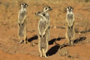 Meerkats (Suricata suricatta) standing alert, Kgalagadi Transfrontier Park, Northern Cape Meerkats (Suricata suricatta) standing alert, Kgalagadi Transfrontier Park, Northern Cape
