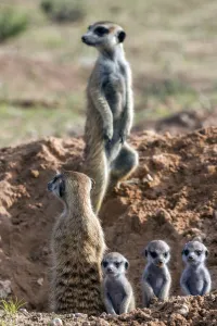 Meerkats (Suricata suricatta) with young, Kgalagadi Transfrontier Park, Northern Cape Meerkats (Suricata suricatta) with young, Kgalagadi Transfrontier Park, Northern Cape