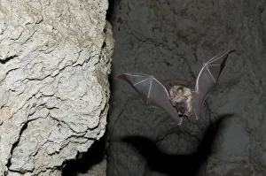 Mehelys Horseshoe bat (Rhinolophus mehelyi) flying carrying baby in cave near Nikopol Mehelys Horseshoe bat (Rhinolophus mehelyi) flying carrying baby in cave near Nikopol