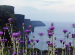 Melancholy thistle (Cirsium heterophyllum) flowers, Cliffs of Moher, The Burren Melancholy thistle (Cirsium heterophyllum) flowers, Cliffs of Moher, The Burren