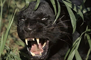 Images Dated 29th March 2006: Melanistic (black form) Leopard snarling, often called black panther (captive)