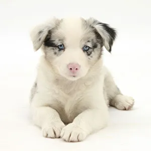 Merle Border Collie puppy, 6 weeks, lying with head up Merle Border Collie puppy, 6 weeks, lying with head up